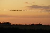 Sähkölangat laulaa