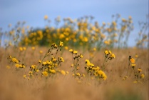 Vieraita viljelmillä