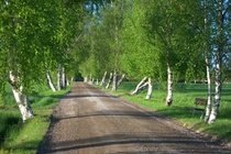 Karjalahden palvelukeskuksen koivukuja