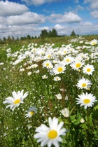 Karjalahdella kesä kukkii